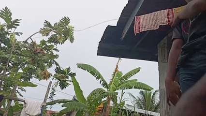 Ngasih makan hewan peliharaan