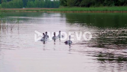 Six cygnets swimming in the sea near the shore