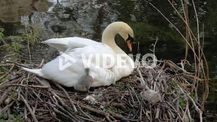 White mother swan sitting in reeds nesting with young cygnet bird next to lake