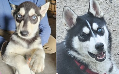 ici adoption en vidéo - Adoptez un husky en Creuse