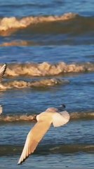 Seagulls on the ocean