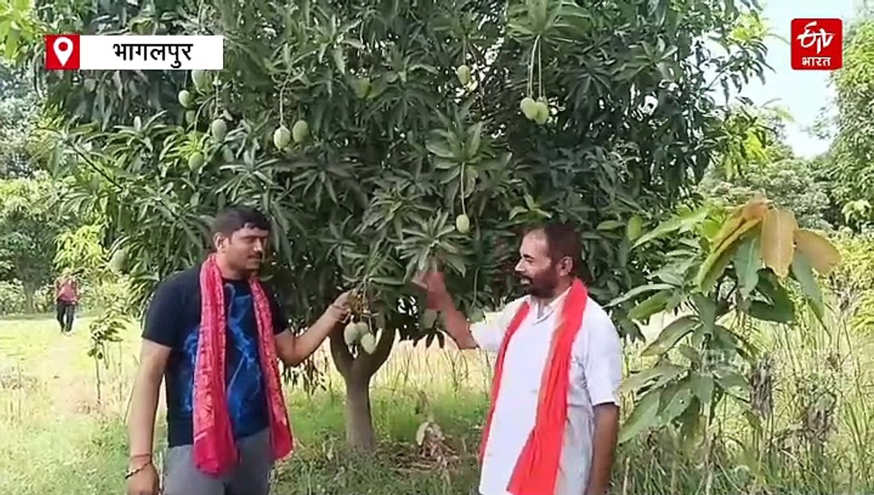 बिहार में 'ऑपरेशन सिंदूर' के नाम से आम का नामकरण, भागलपुर के मैंगो मैन ने सेना को दी बधाई