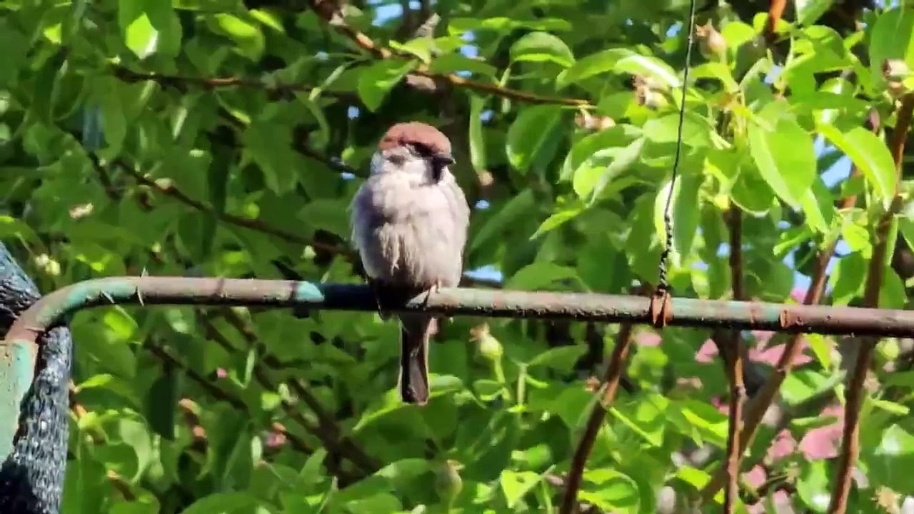 Beautiful Brown Bird