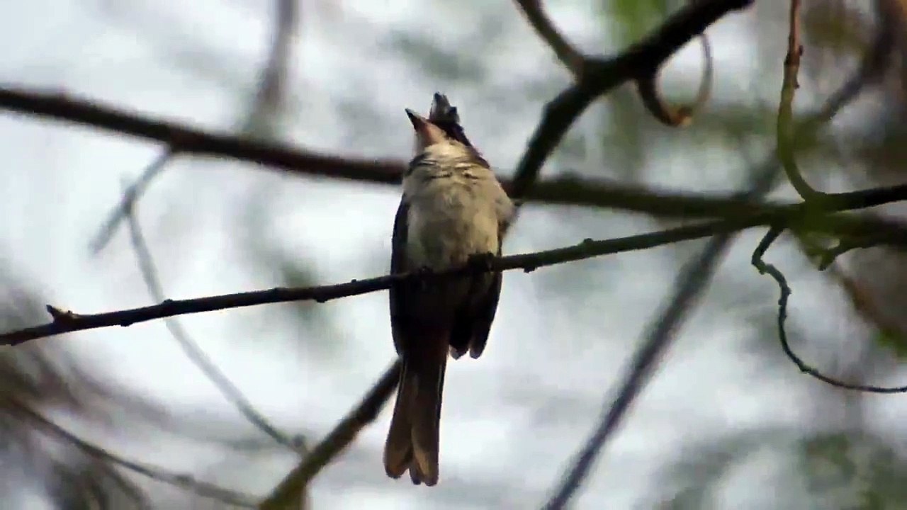 Singing Bird 2