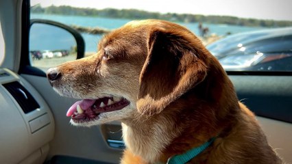 Hund alleine im Auto  Schon bei Frühlingstemperaturen ein No-Go