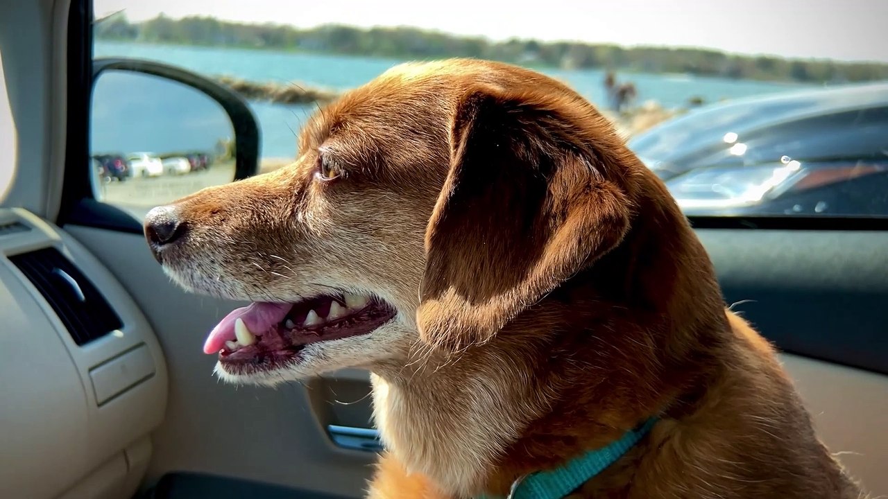 Hund alleine im Auto  Schon bei Frühlingstemperaturen ein No-Go