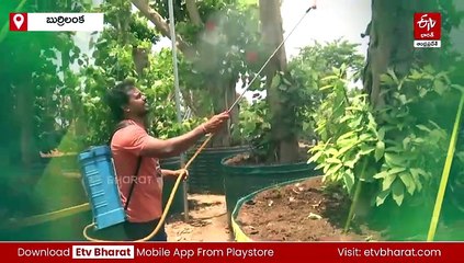 పురాతన చెట్లకు ప్రాణం పోస్తున్న యువ నర్సరీ