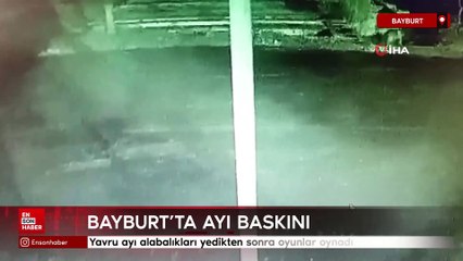 Bayburt’ta bir yavru ayı alabalıkları yedikten sonra oyunlar oynadı