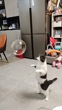 Cats new viral funny video 😂📸 cat lover 😍😂 animals love 😘❤️ cat viral video 😍📸#shorts #shortvideo #viralvideo #viralshorts #funny #funnyvideo #comedy #cats #animals #love #care