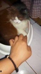 Forttune - Duduk Dalam Bak Pasir