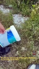 Cobra rateira capturada em parque da Moita (e libertada no seu habitat)