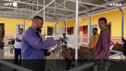 Una clinica gratuita per gli asini diventa vitale per l'economia in Etiopia