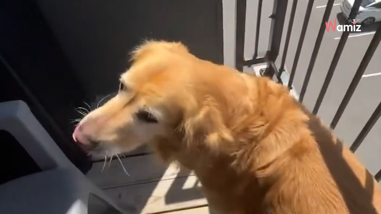 Il brosse son chien et jette les touffes de poils depuis le balcon : une bande organisée recycle le butin (vidéo)