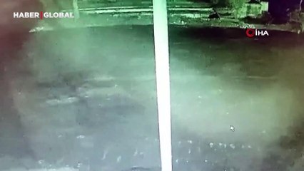 Bayburt’ta bir yavru ayı alabalıkları yedikten sonra oyunlar oynadı