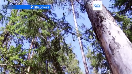 Украина поделилась военным опытом с Эстонией в ходе учений "Ёж-2025"