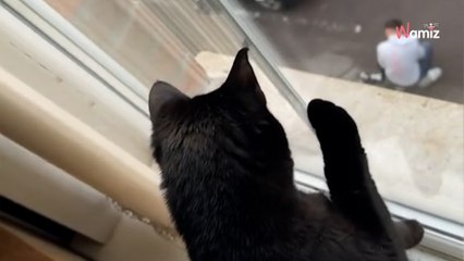 Kätzchen ist völlig empört darüber, was ihr Herrchen auf der Straße treibt