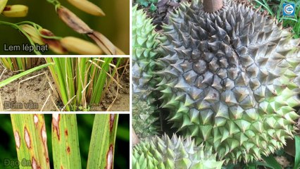 Vì sao phải sử dụng Phân Bón Lá Đa Lượng  Trung Lượng Sinh Học ���������-������������ ���������������