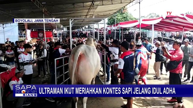 Peternak Sapi Berkostum Ultraman Meriahkan Kontes Sapi di Boyolali Jelang Idul Adha