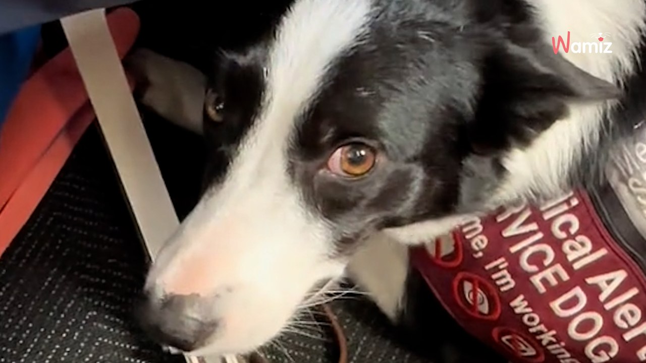 Dog “luggage” causes stir on flight after failing to fit under seat (video)