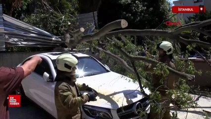 Kadıköy’de inşaat alanındaki ağaç otomobilin üstüne devrildi