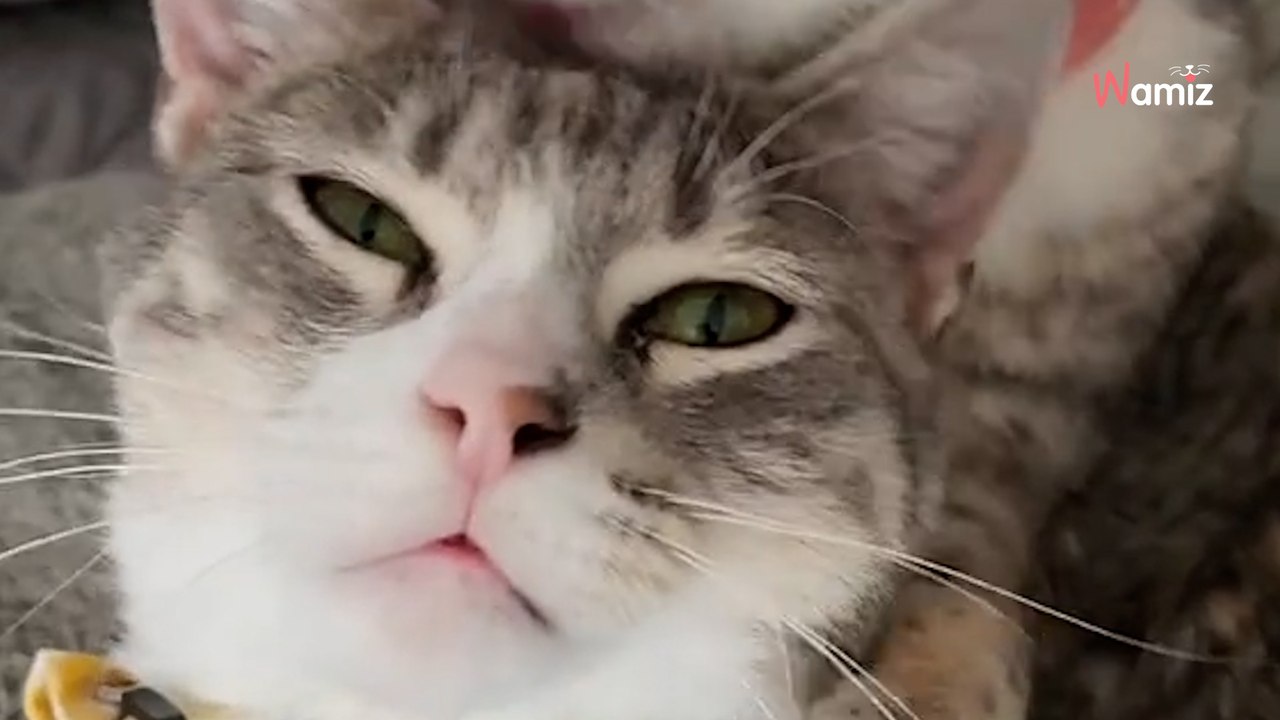 Couple adopt a kitten from shelter then a call from the shelter changes everything