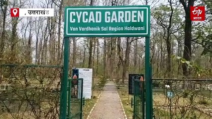 इस पौधे का डायनासोर काल से जुड़ा है रहस्य, उत्तराखंड के पहले गार्डन में करें दीदार