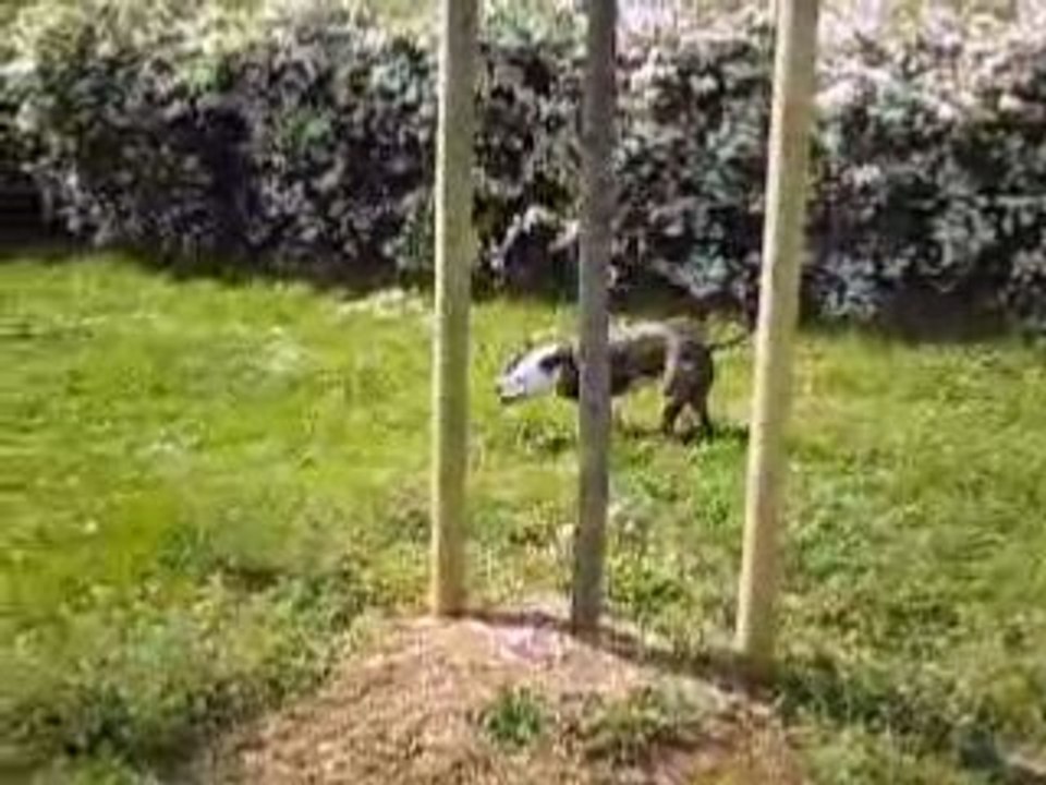 Athena au parc