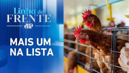 Emirados Árabes bloqueiam compra de frango do Brasil | LINHA DE FRENTE