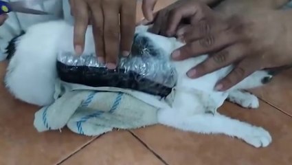 Moment cat caught smuggling Class A drugs into Costa Rican prison