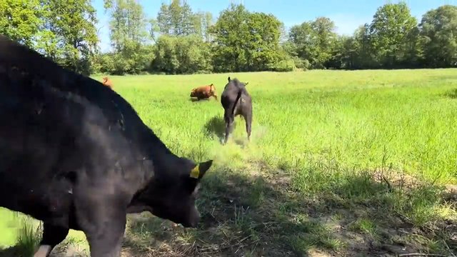 Cows Playfully Run Around After Being Let Outside for First Time in Spring