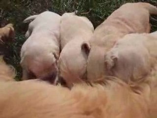 TZARA alaite ses chiots mars 2008