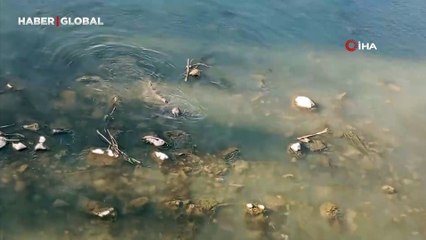 Diyarbakır'da Dicle Nehri'nde şaşırtan anlar 4 tane birden görüldü