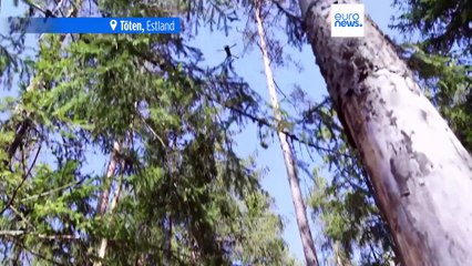 Großübung Siil 2025: Ukraine teilt Kampferfahrung mit Estland