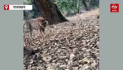 रणथंभौर में दो बाघिनों के बीच भिड़ंत, दोनों में जमकर हुआ संघर्ष