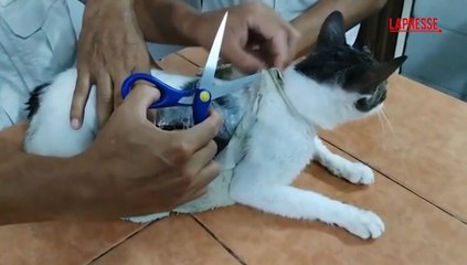 Droga in carcere in pacchetti legati a un gatto: le immagini della cattura