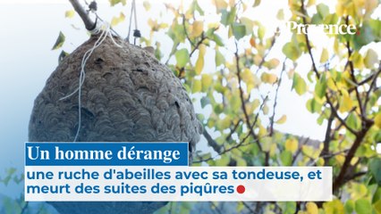 Un homme dérange une ruche d'abeilles avec sa  tondeuse, et meurt des suites  des piqûres