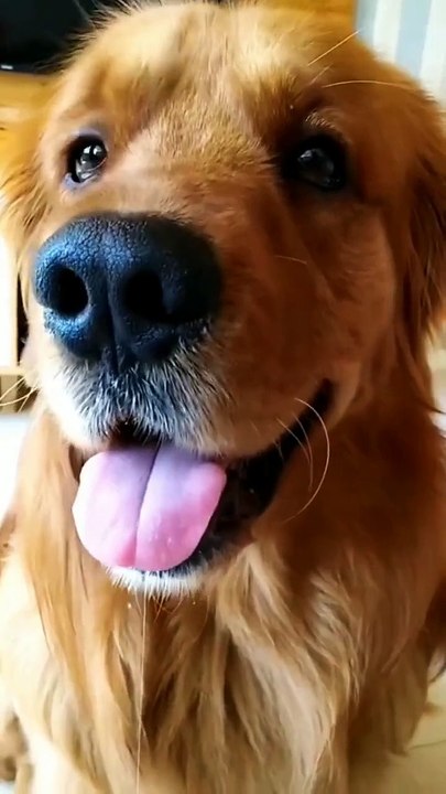 Cute pet, so cute, look at this little look, this dog is so smart, funny