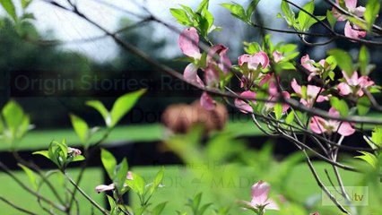 Origin Stories: Raising Good Horses at Don Alberto