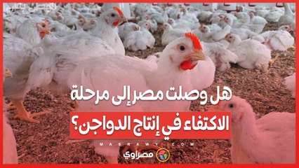 هل وصلت مصر إلى مرحلة الاكتفاء في إنتاج الدواجن؟