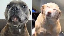This Hilarious Video of “Smiling” Dogs Will Brighten Your Week