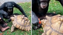 Cute Video: Chimpanzee Shares Apple with Tortoise