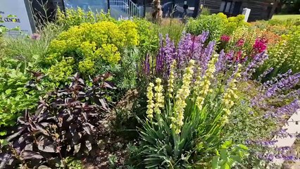 Ansty Village Centre garden in full bloom