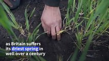 UK farmers 'praying' for rain amid driest spring since 1852