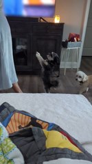 Dog Follows Owner on Hind Legs