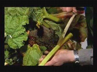Conseil rhubarbe - hubert le jardinier France 3