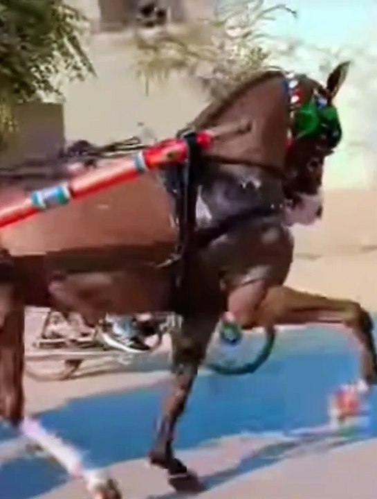 Horse galloping with music, #horse, #running