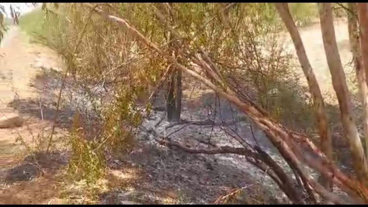 Watch Video: नहरी क्षेत्र में वन पट्टी में लगी आग
