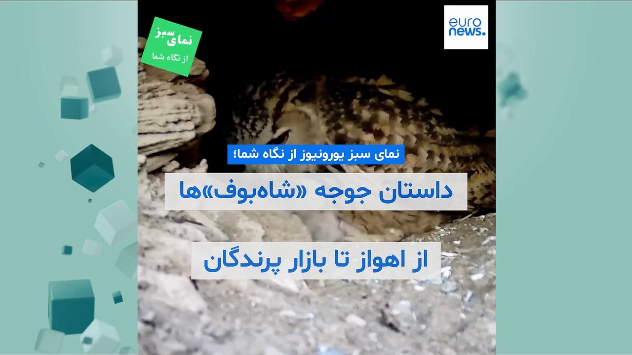 نمای سبز یورونیوز از نگاه شما؛جوجه «شاه‌بوف‌»ها...