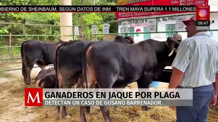 Gusano barrenador: Un caso confirmado y dos bajo análisis en Veracruz