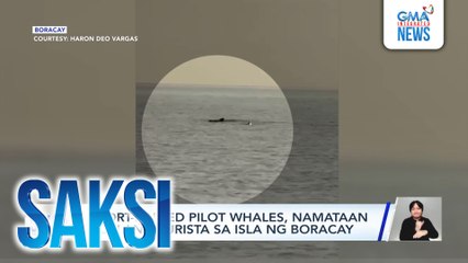 Short-finned pilot whales, namataan ng ilang turista sa isla ng Boracay | Saksi